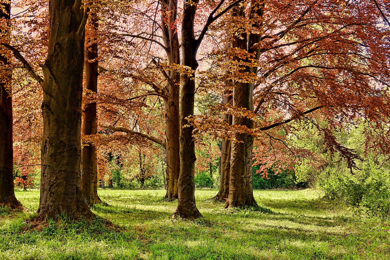 Parc du Rosay